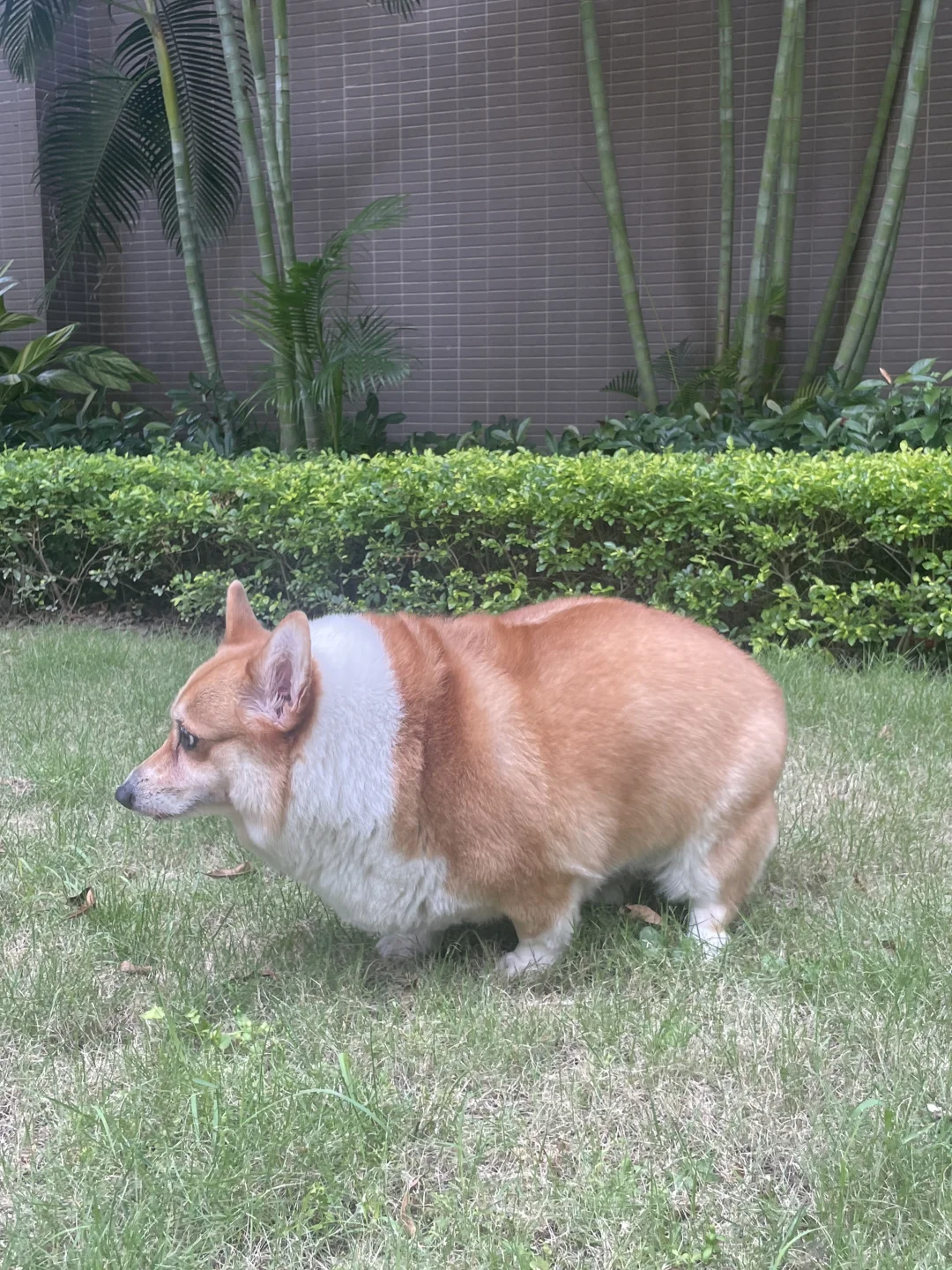 我的宝宝好像瘦了点