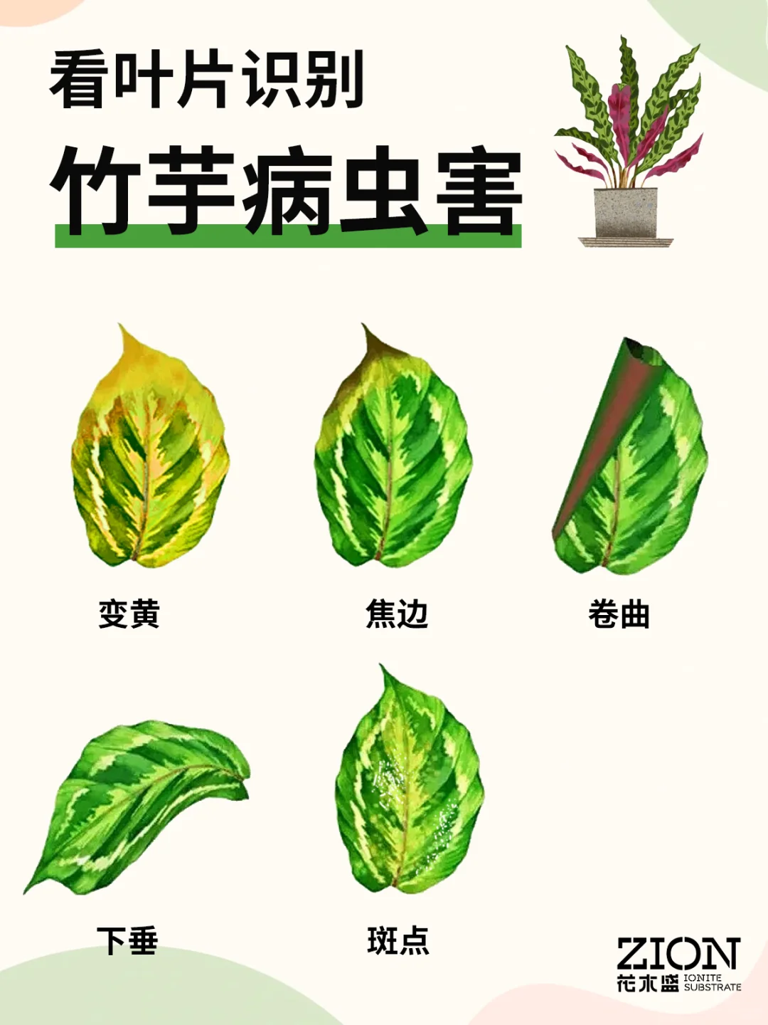 竹芋的这些预警提示🚨你看懂了吗？