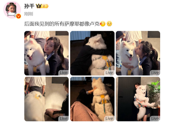 以后孙千见到的所有萨摩耶都像卢克孙千卢克亲子照 好可爱的两个 ​​​