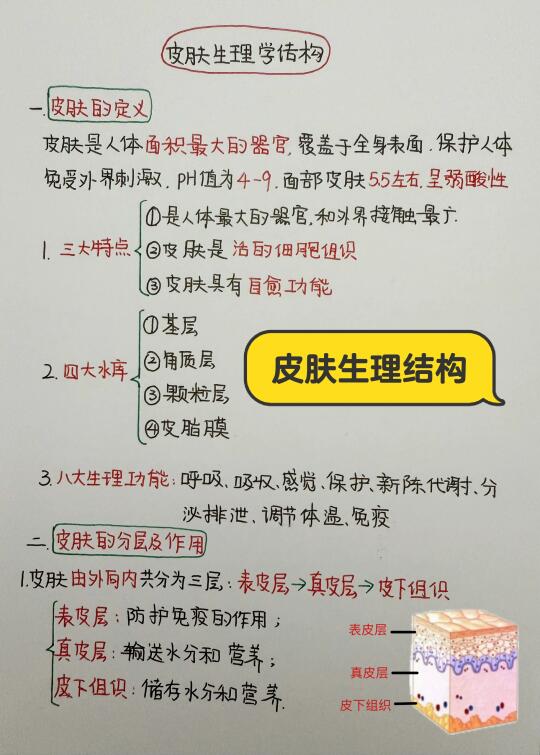 今日学习打卡——皮肤生理学结构