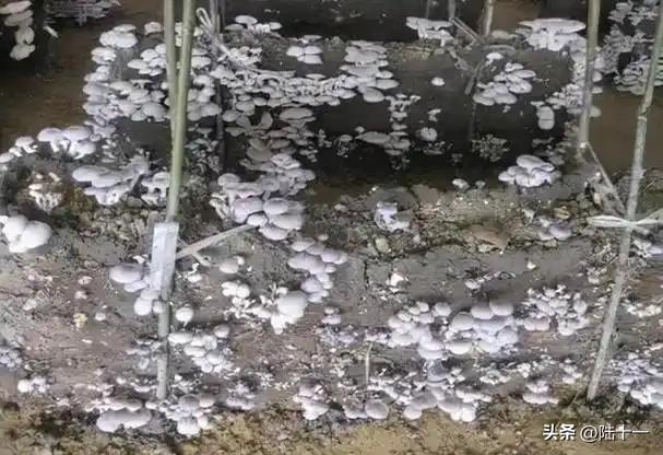 秸秆稻草应该如何处理呢?
现在，农村水稻收割后的稻草处理起来令人头疼。
收回家吧