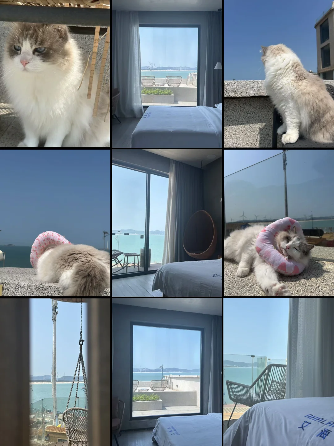 今日份快乐： 无敌海景 + 软fufu布偶猫 + 慢节奏生活 ✨