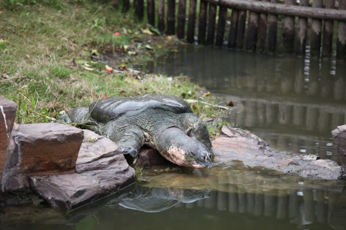 民间悬赏寻“水中大熊猫”斑鳖引关注 黄山学院专家：从个人角度