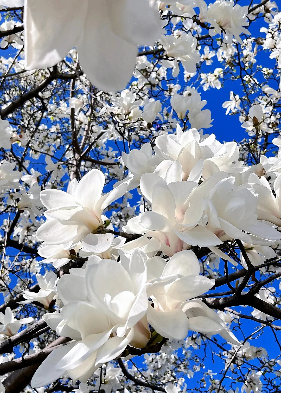 武汉的春天藏不住了！这些花已经提前开了！