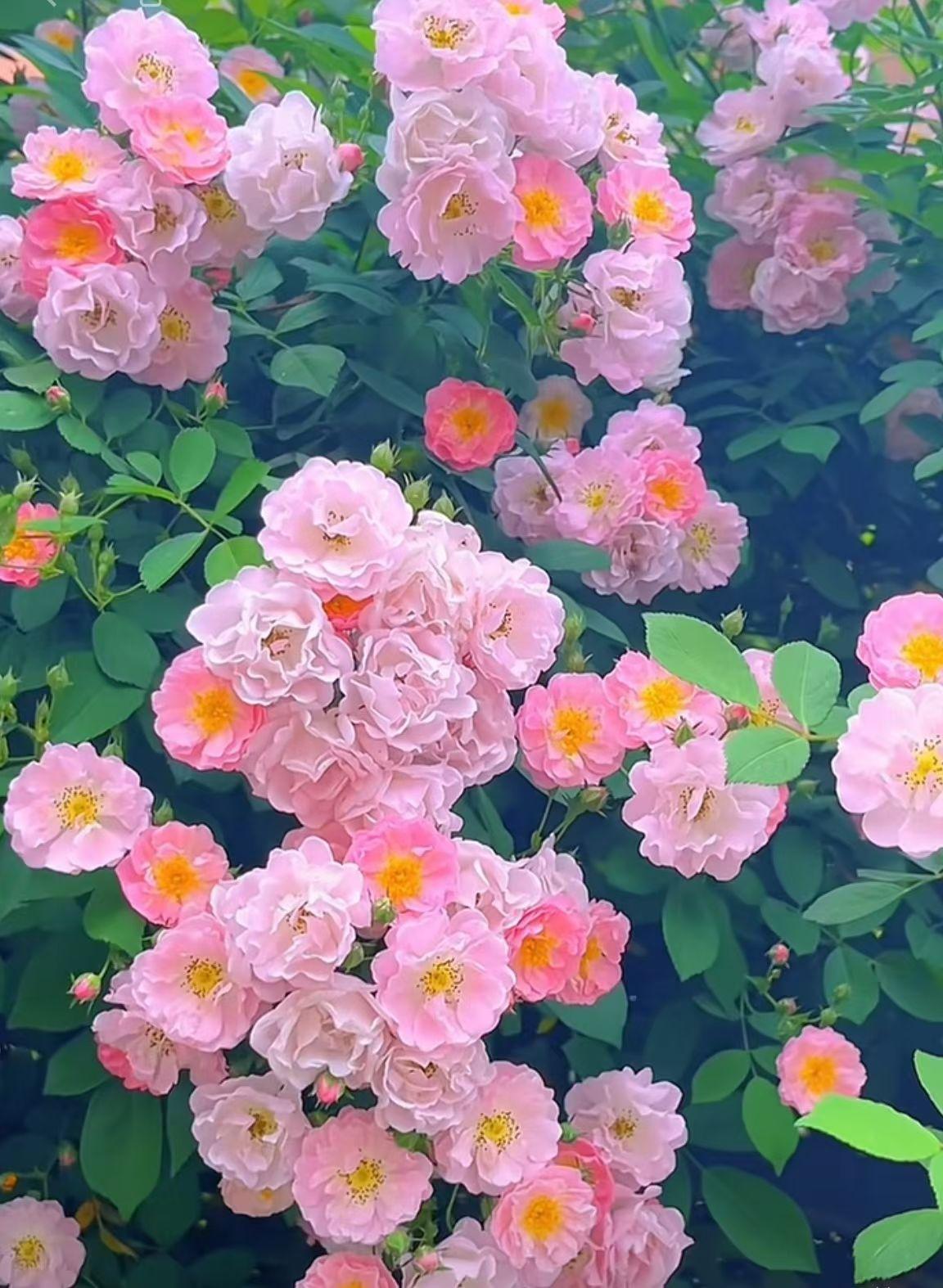 分享手机里的花花草草