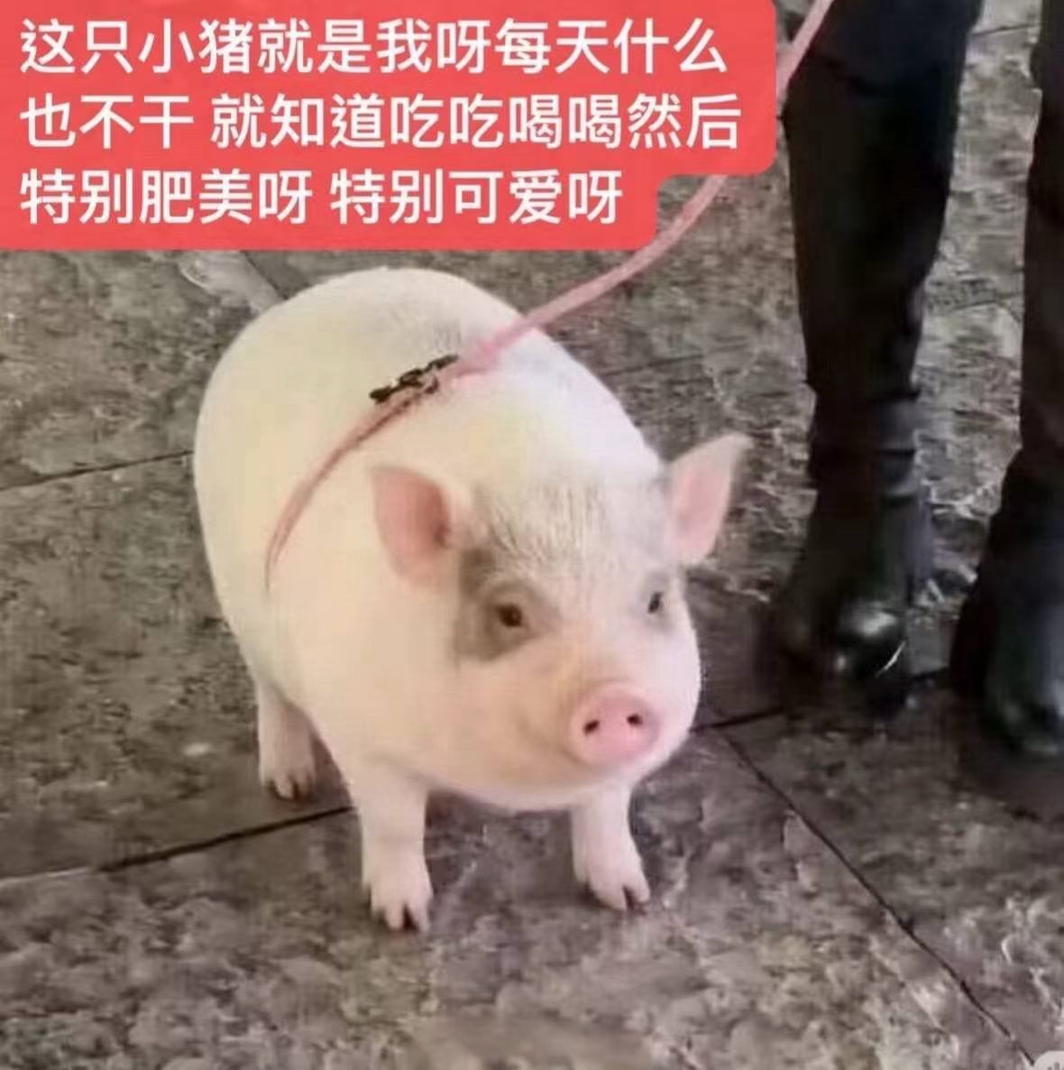 最近一直睡不好觉梦也乱七八糟的早上上称已经是90斤的猪惹！ 