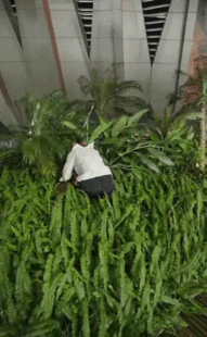当年那批玩捉迷藏的人长大了 现在组局都是战术级躲藏，伪装成草丛里的路灯、商场里的