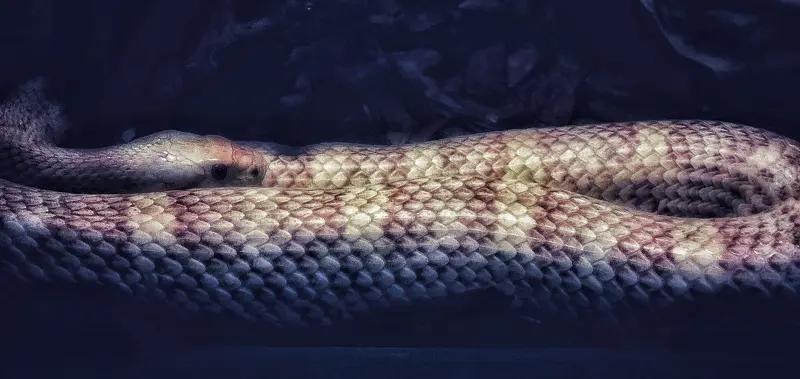 女子床上出现大蛇 民警一招擒拿 浙江这事儿真够刺激！4月27日晚10点多，林女士