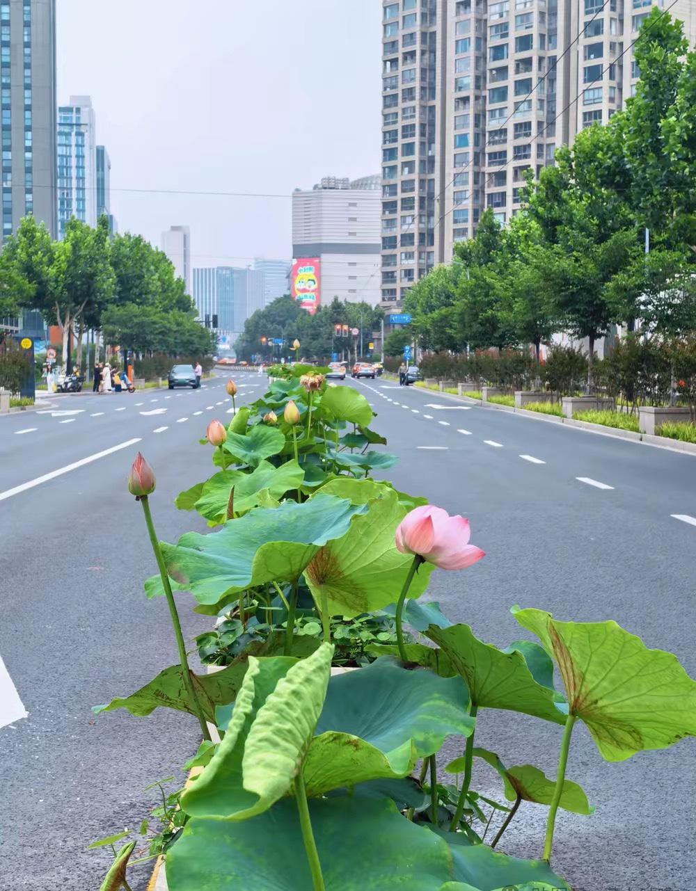 不愧是魔都，荷叶荷花都登陆了