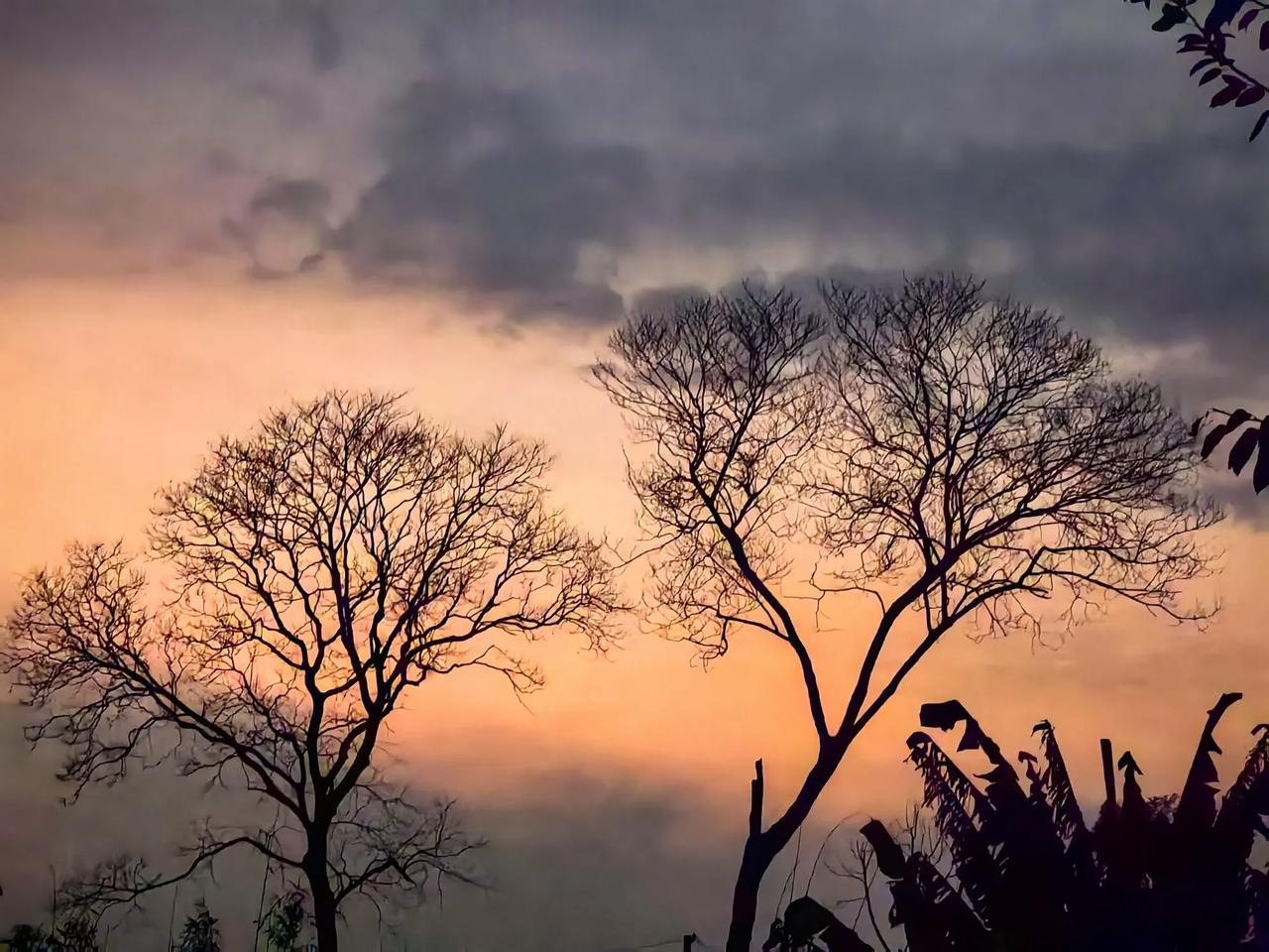 曾经枝繁叶茂的它，如今只剩光秃的枝干，却在夕阳下成为独特的风景，如同岁月刻下的痕