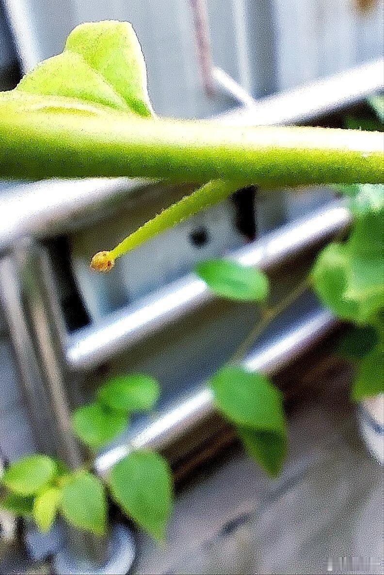 从刺里开出的花以为是花其实是五颜六色的叶子 被三角梅的“小心机”骗到了！那些五颜