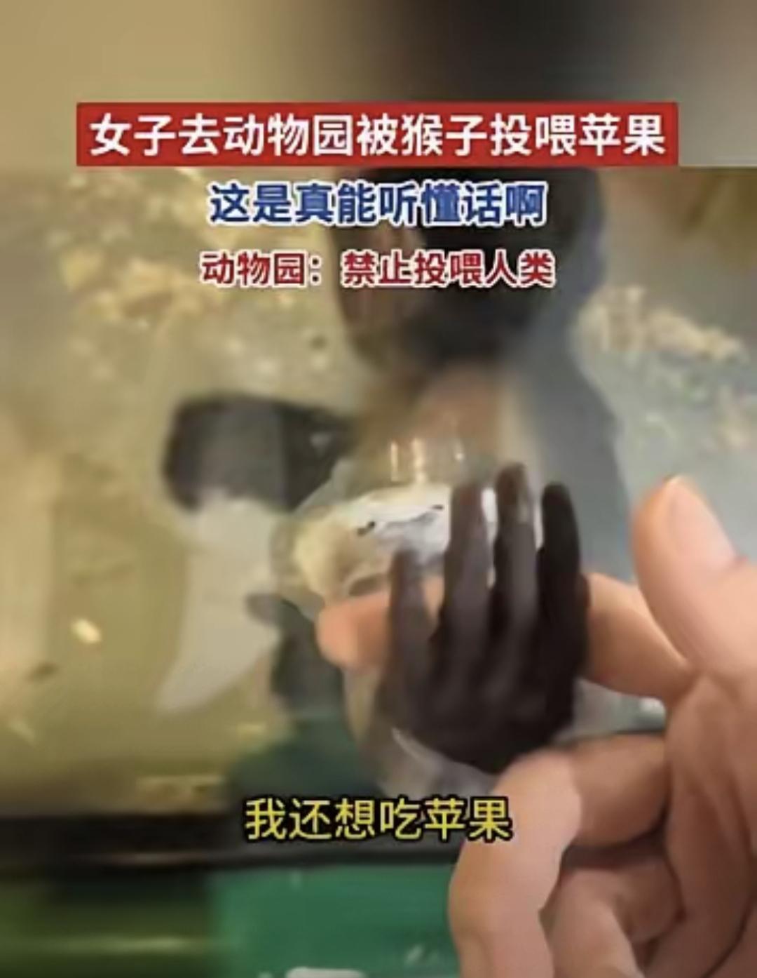 这事在内蒙古一个动物园里真发生了，有视频为证，不是剪辑也不是巧合。
时间是今年3