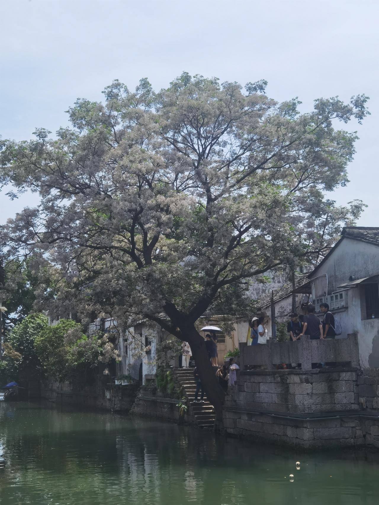 5月10日仓桥直街环山河苦楝树。苦楝树 苦楝花 绍兴苦楝树 绍兴苦楝花 浙江绍兴