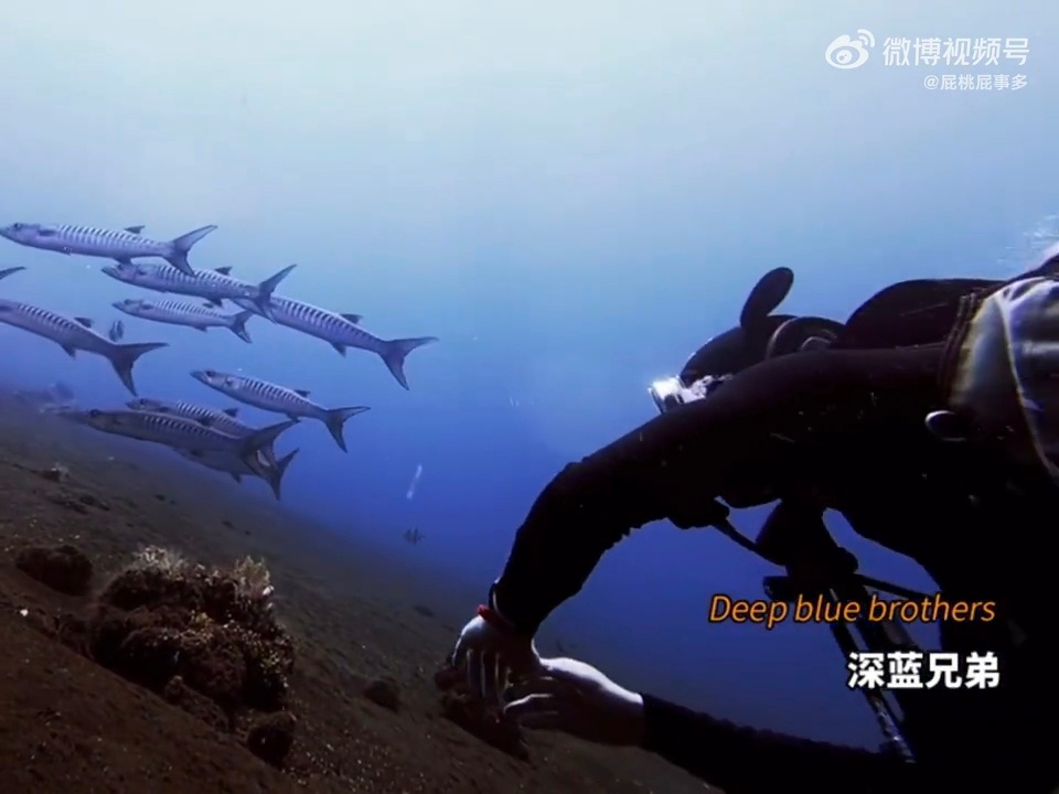 姚琛在巴厘岛深潜拍到海狼风暴 亲眼见证海狼风暴盘旋涌动的时刻一定超震撼，姚琛把巴