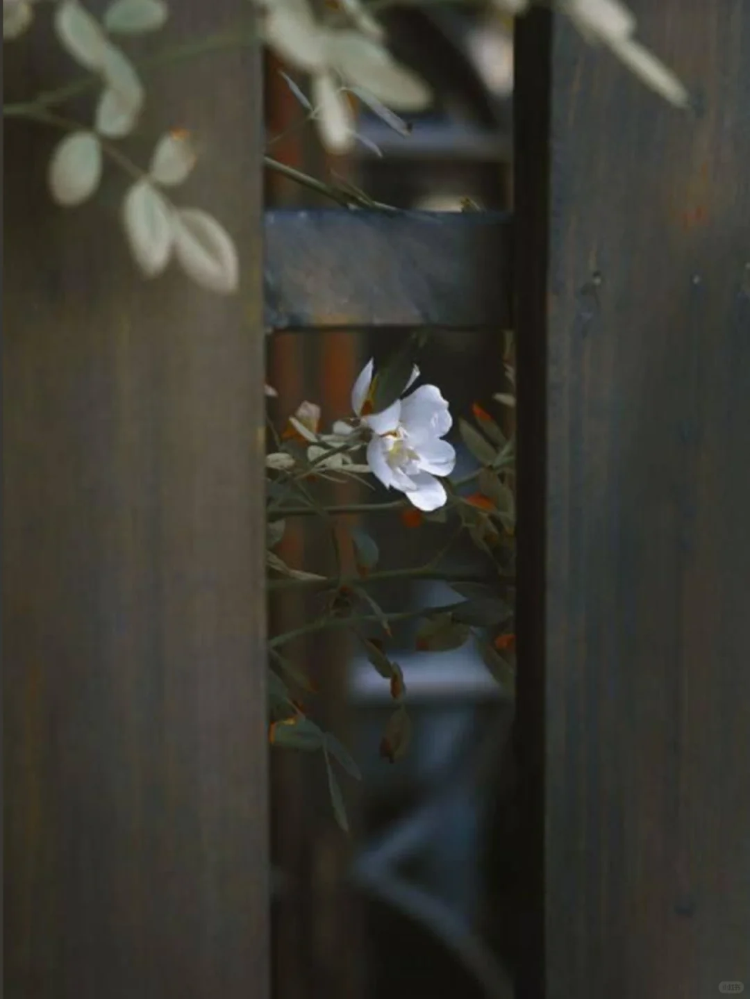 为什么中国古代没有发明香水？