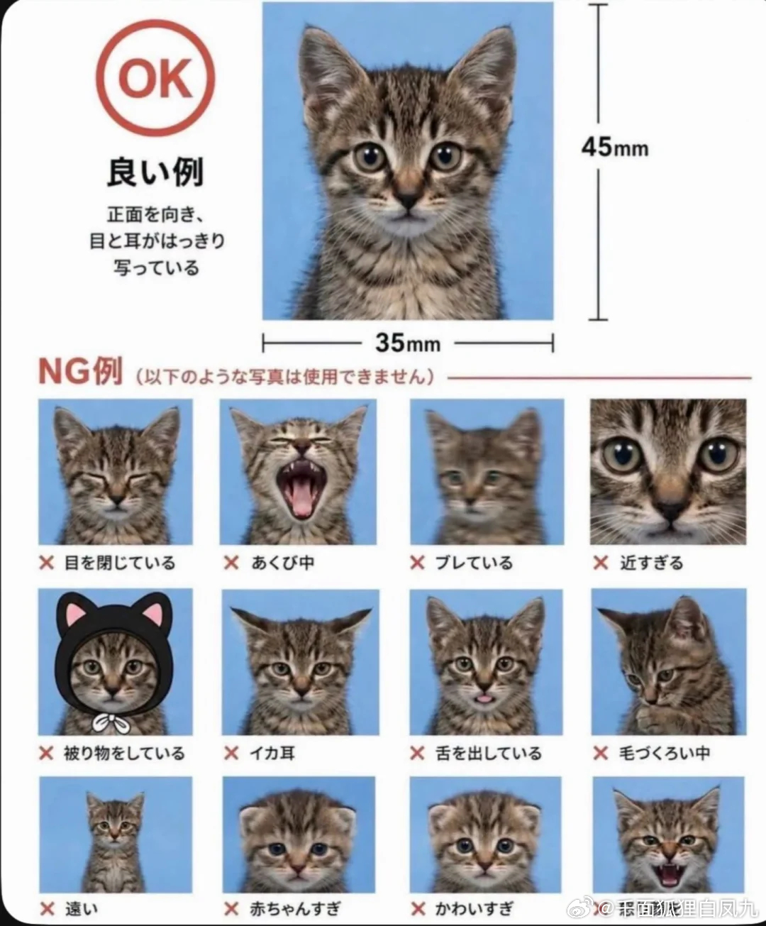 小猫咪也有证件照