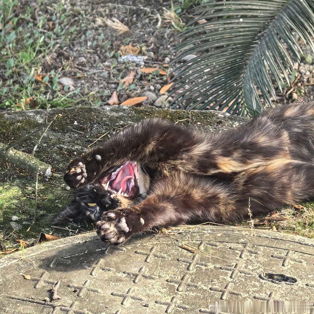 49325【丑猫】血盆大口 