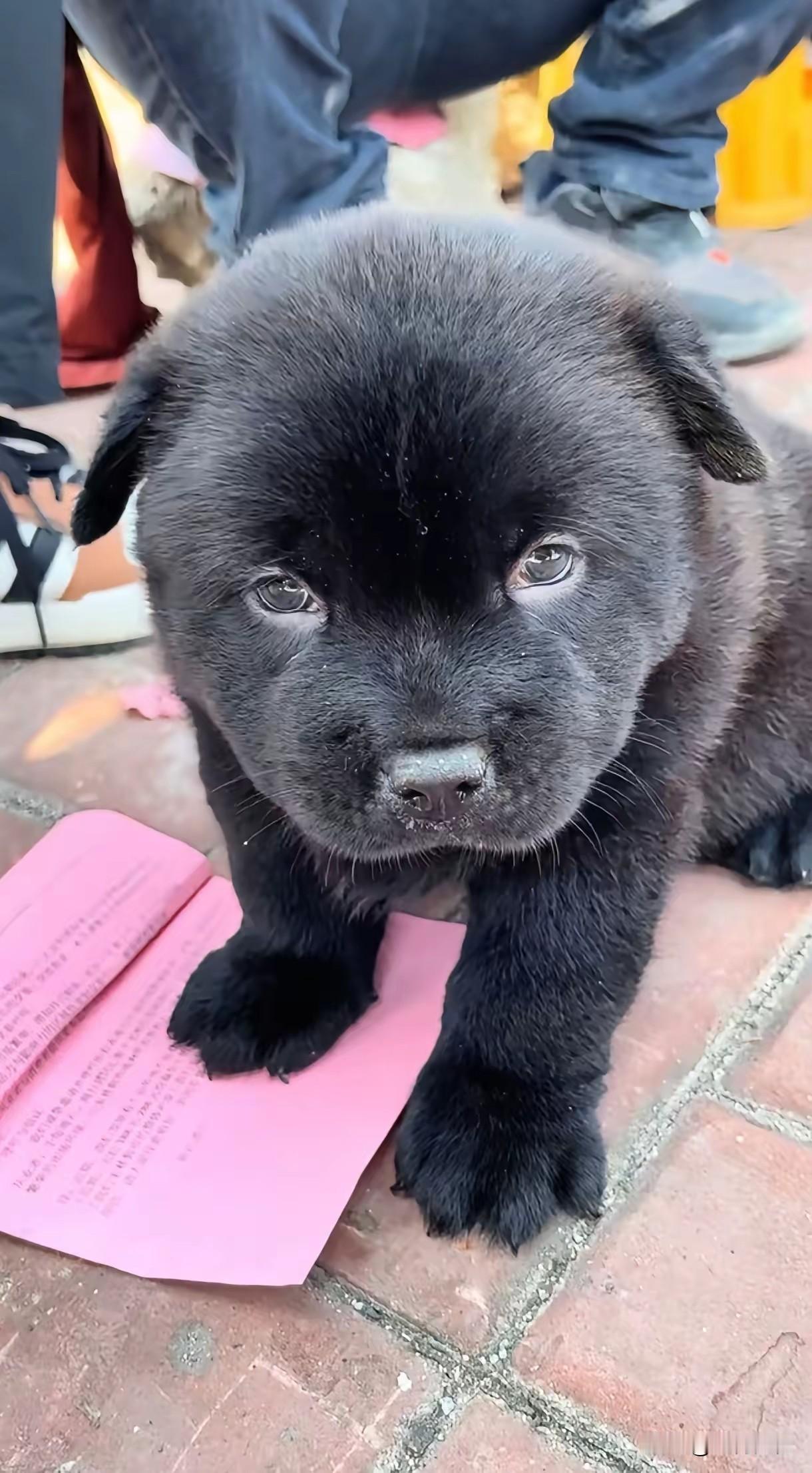 这只毛孩子浑身上下都是黑色的，这应该是正宗的中华田园犬，养宠物就应该养我们的中华