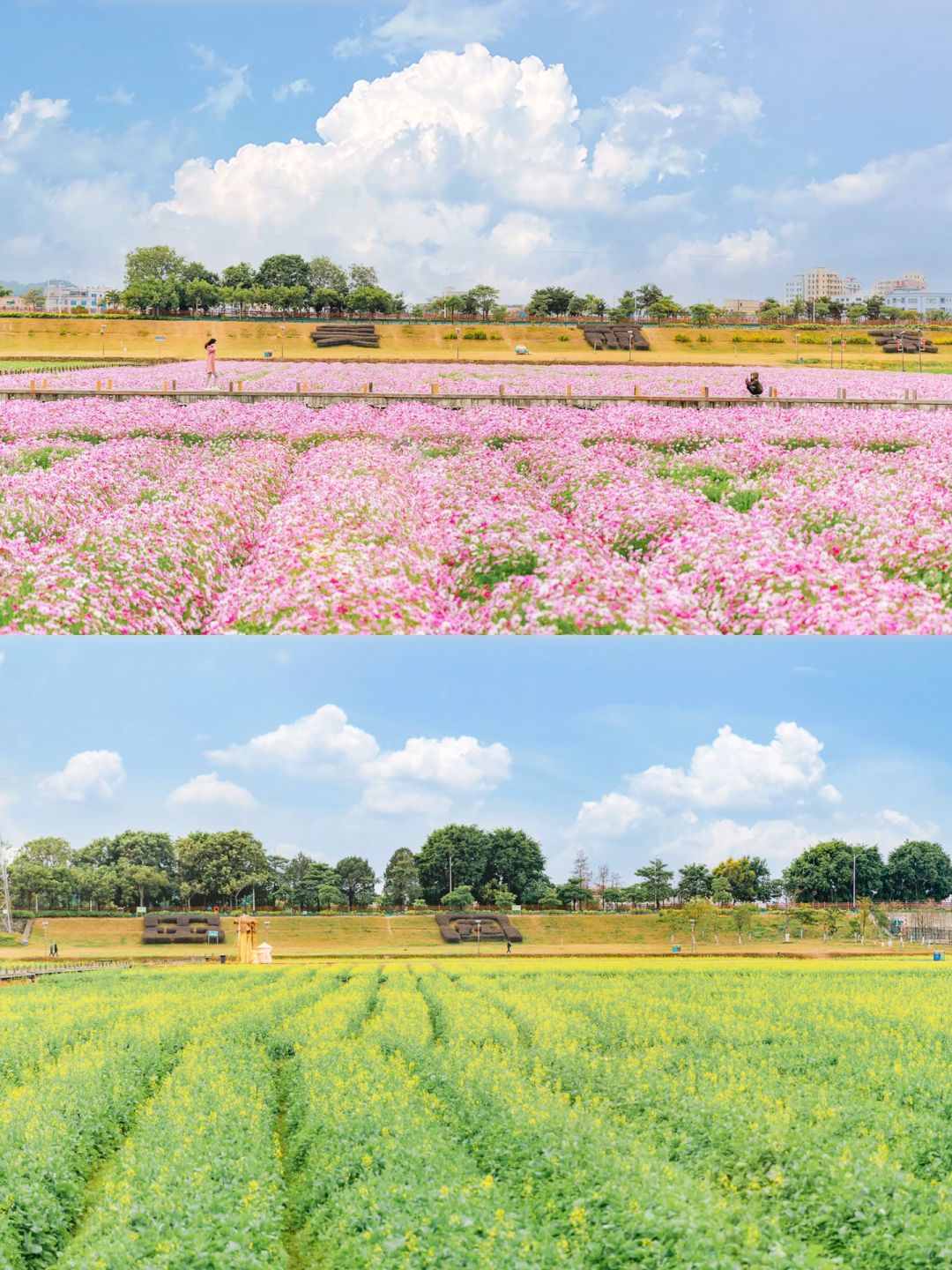 1⃣️个公园2⃣️片花海 不花钱还很出片‼️