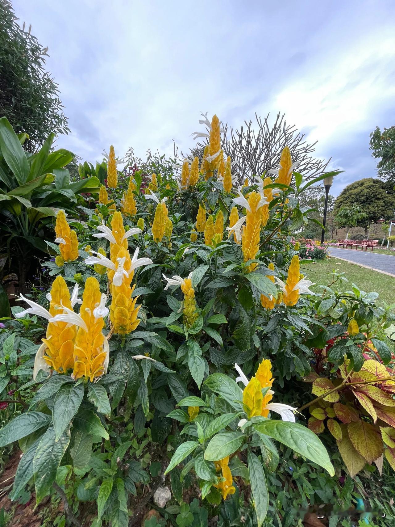 在东莞植物园漫步，一不小心便撞进了春天的怀抱。
目之所及，是大片大片肆意绽放的花