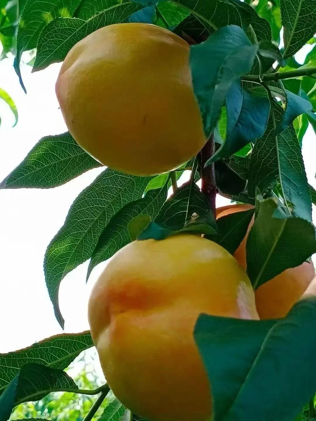 分享一下你随手拍下的照片平谷大桃