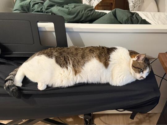 猫猫虫