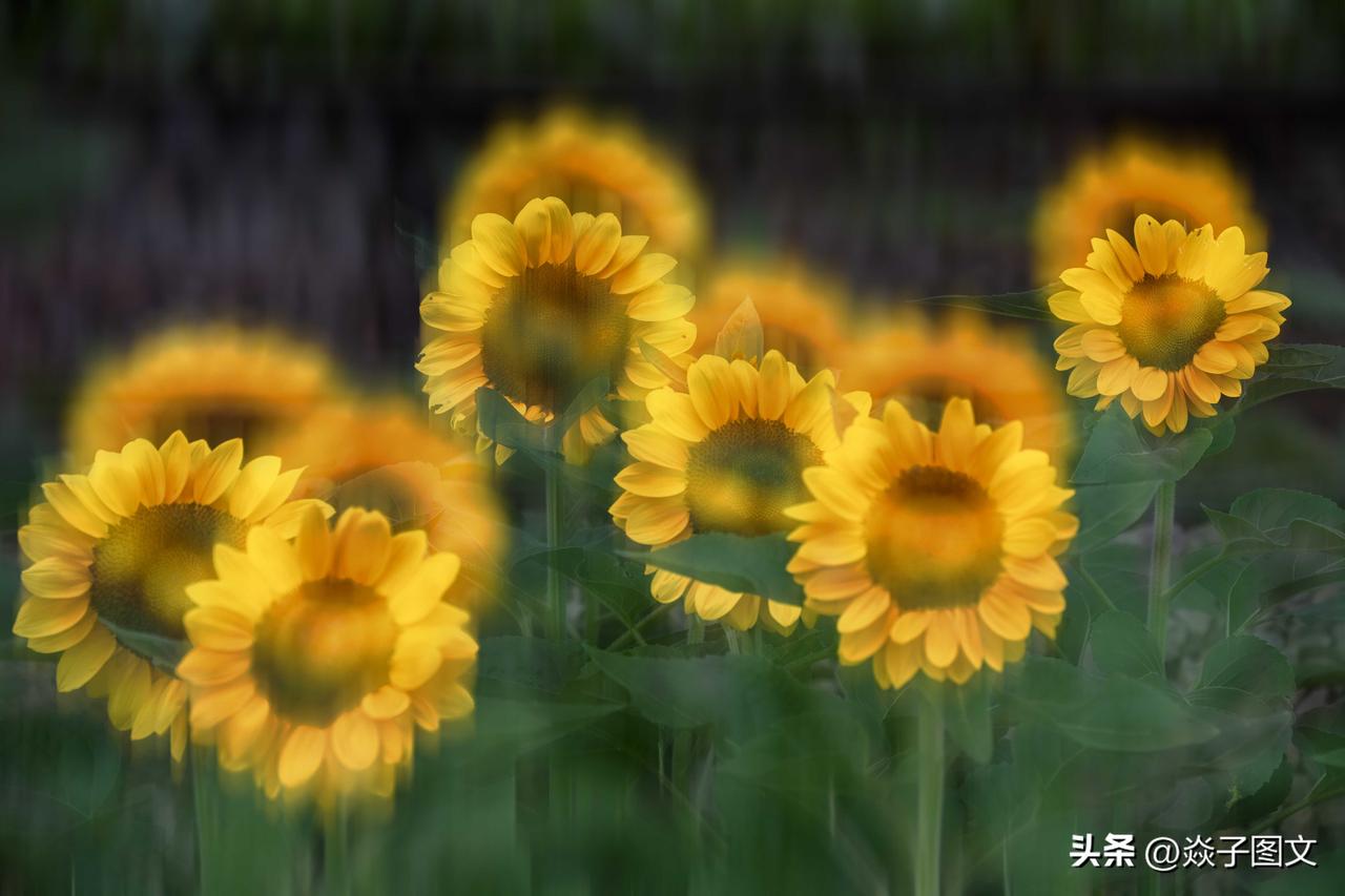 【好诗·美图欣赏】
向日葵·昂首专朝红日笑
平生唯抱赤诚心，坚守初衷情最真。
昂