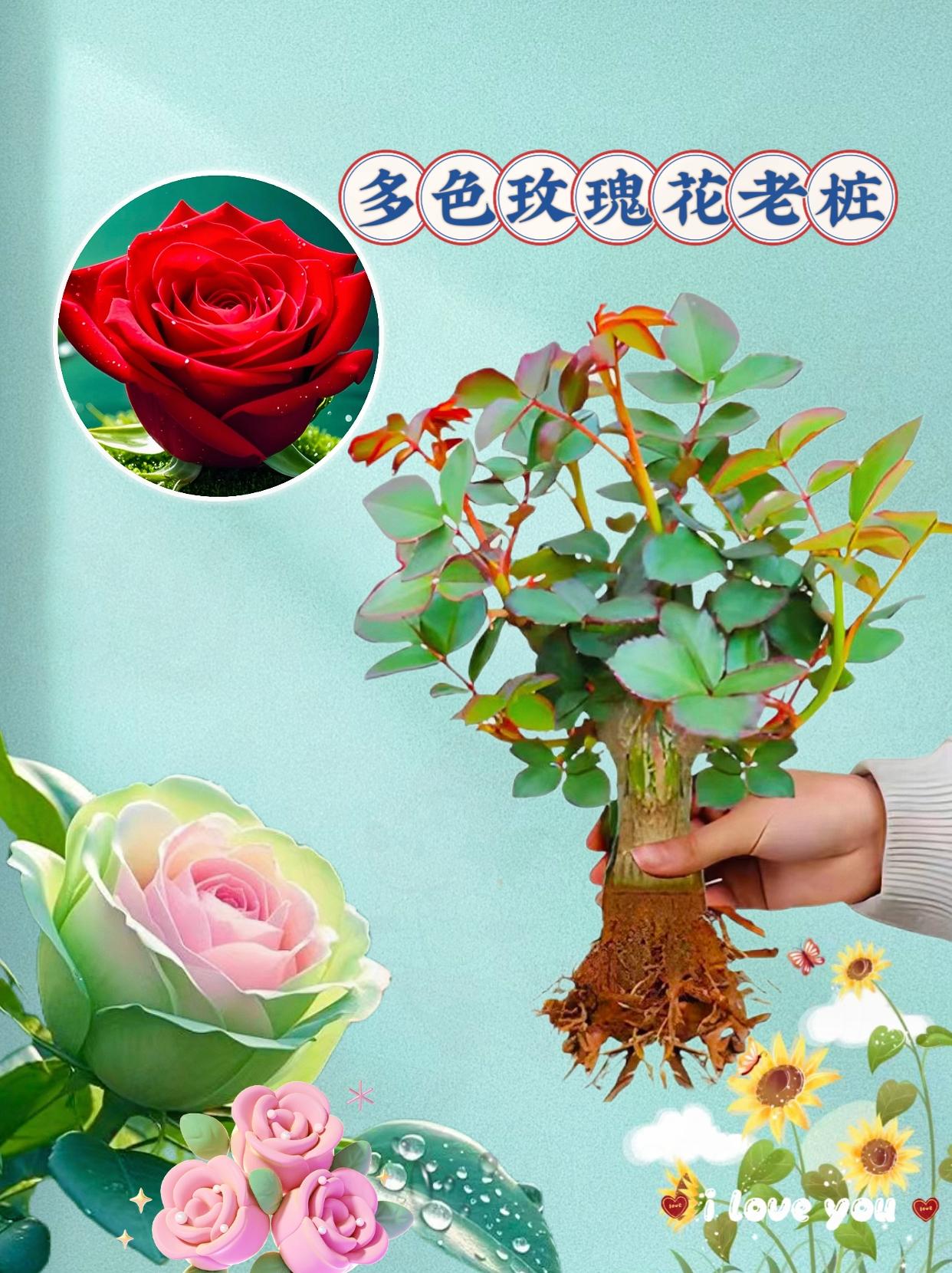 💐多色玫瑰老桩苗，打造绝美浪漫角落💐。宝子们👋，今天一定要给大家分享超美的