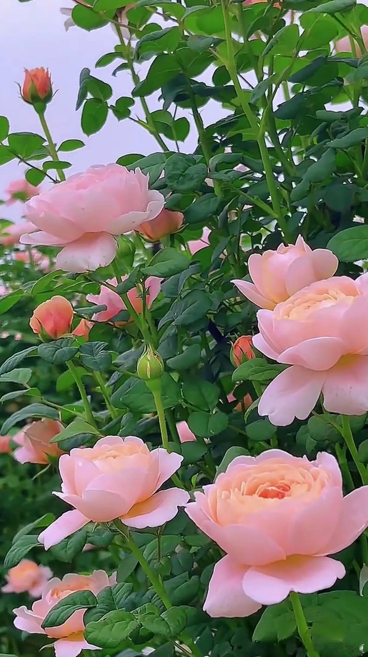 以繁花为序，花开枝头，春风恰好～寻美河南