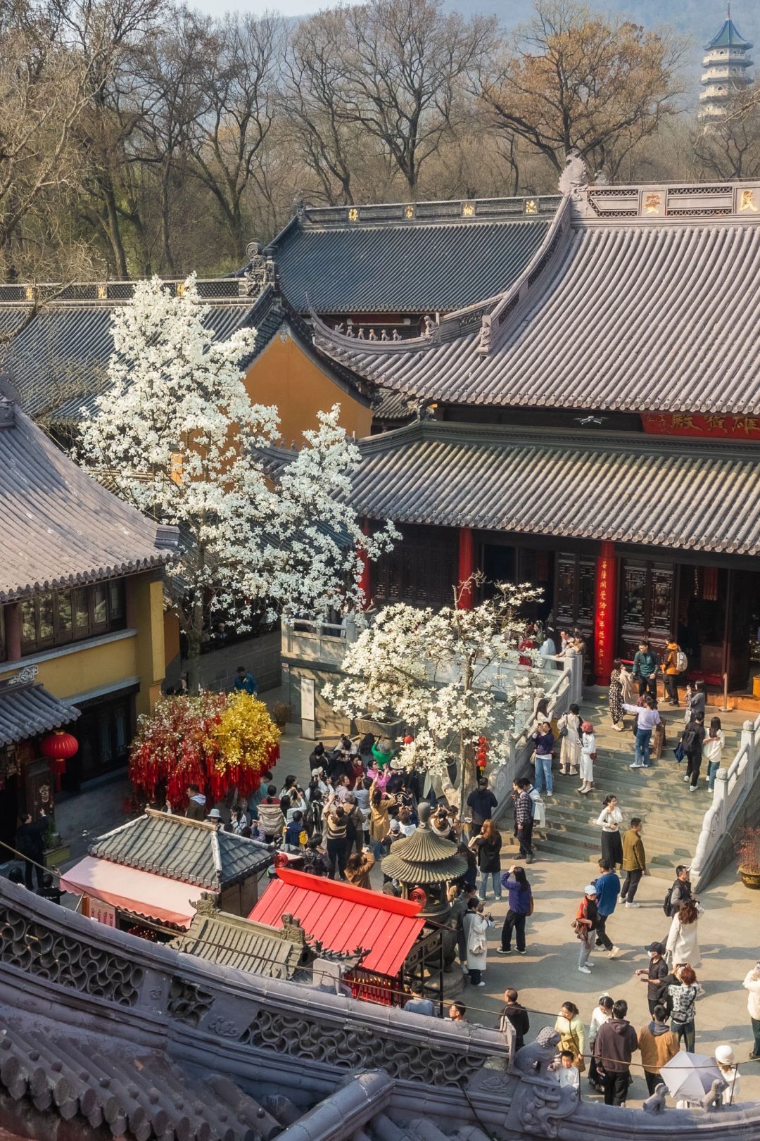 灵谷寺玉兰，再不发就要过期了