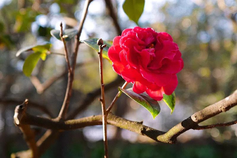 季春气温节节升，花开花落朵朵怜。月圆之夜远思念，现在可以用微信！