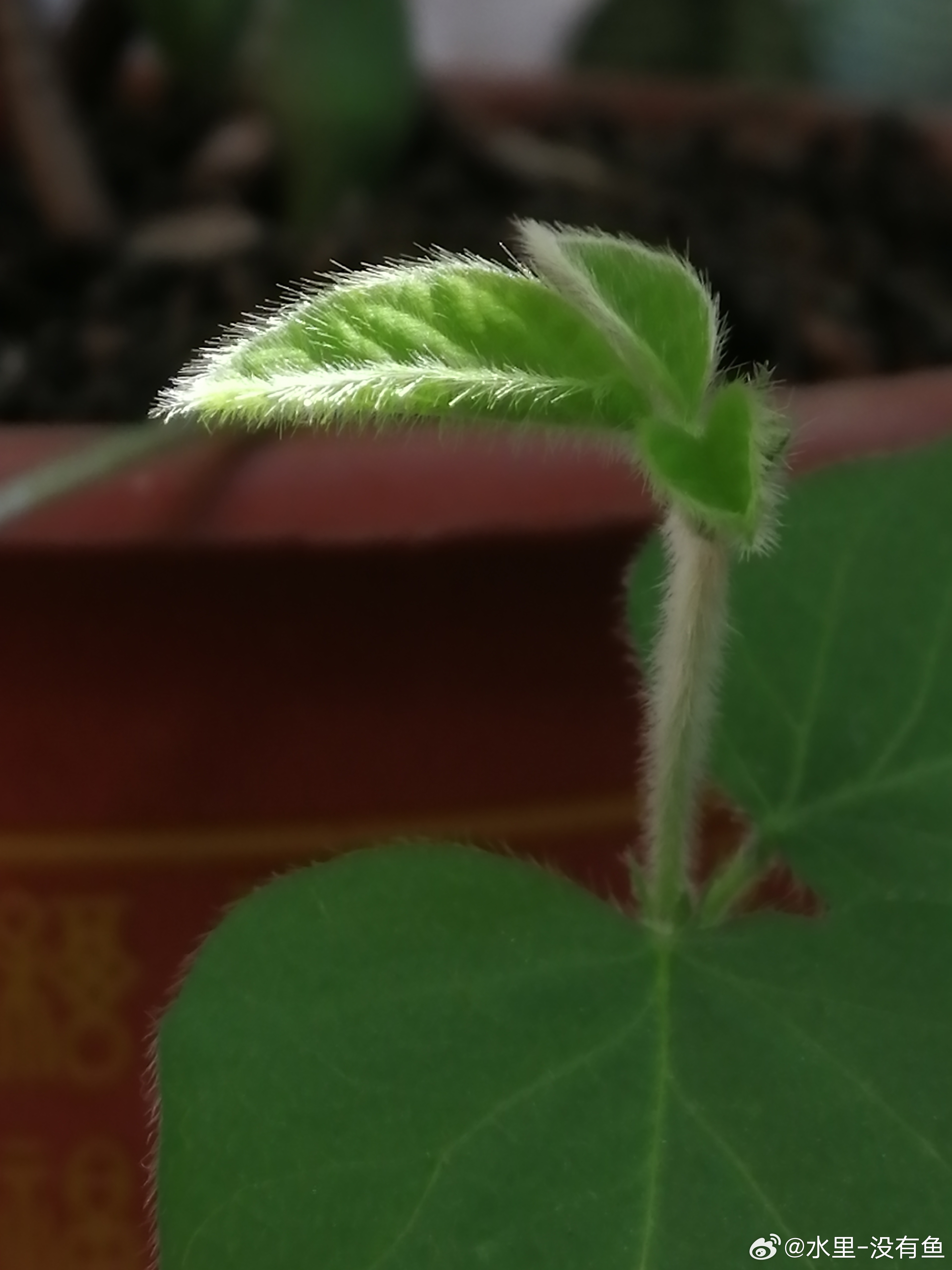 生活手记剪一寸阳光藏在岁月里，温暖每一个荒芜的地方。手机摄影