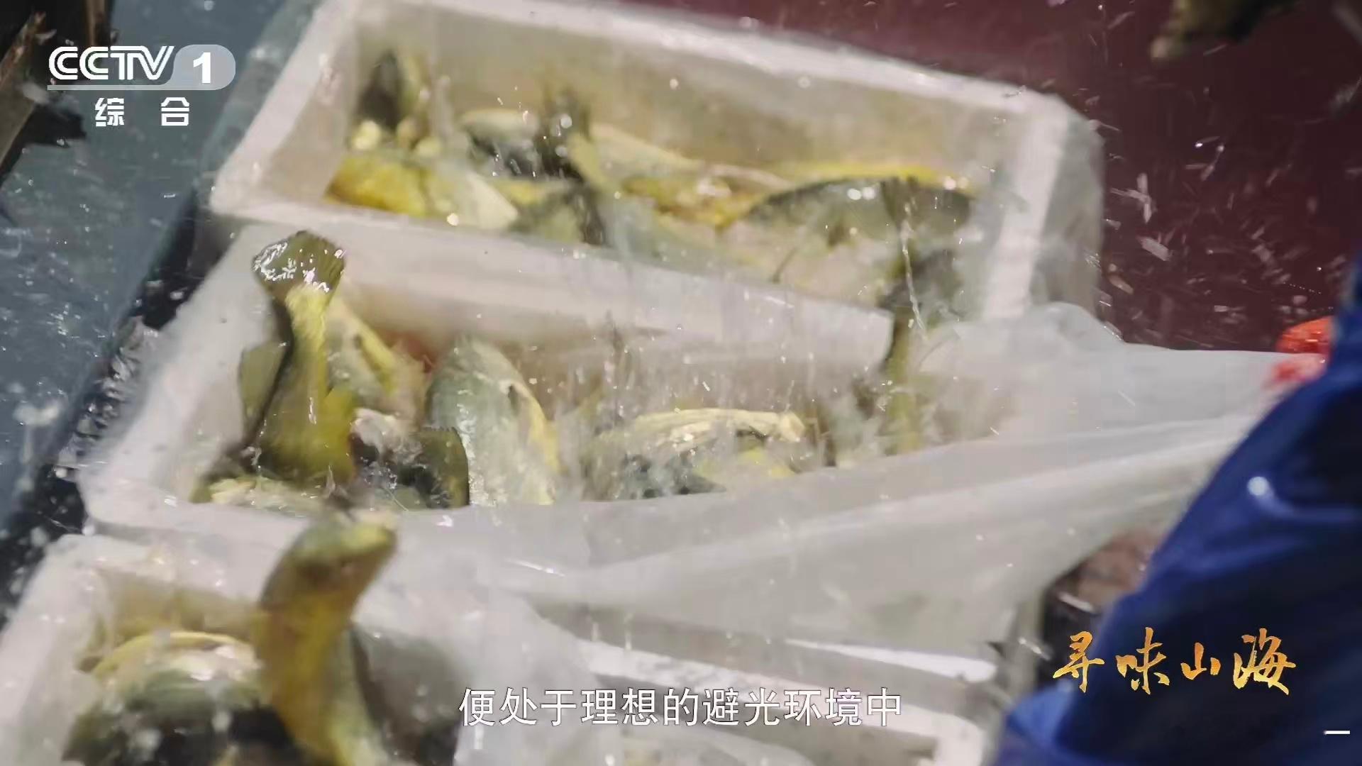 学到了！挑大黄鱼其实有简单技巧，新手也能快速上手。先摸鱼身的黏液，越滑腻、黏液越