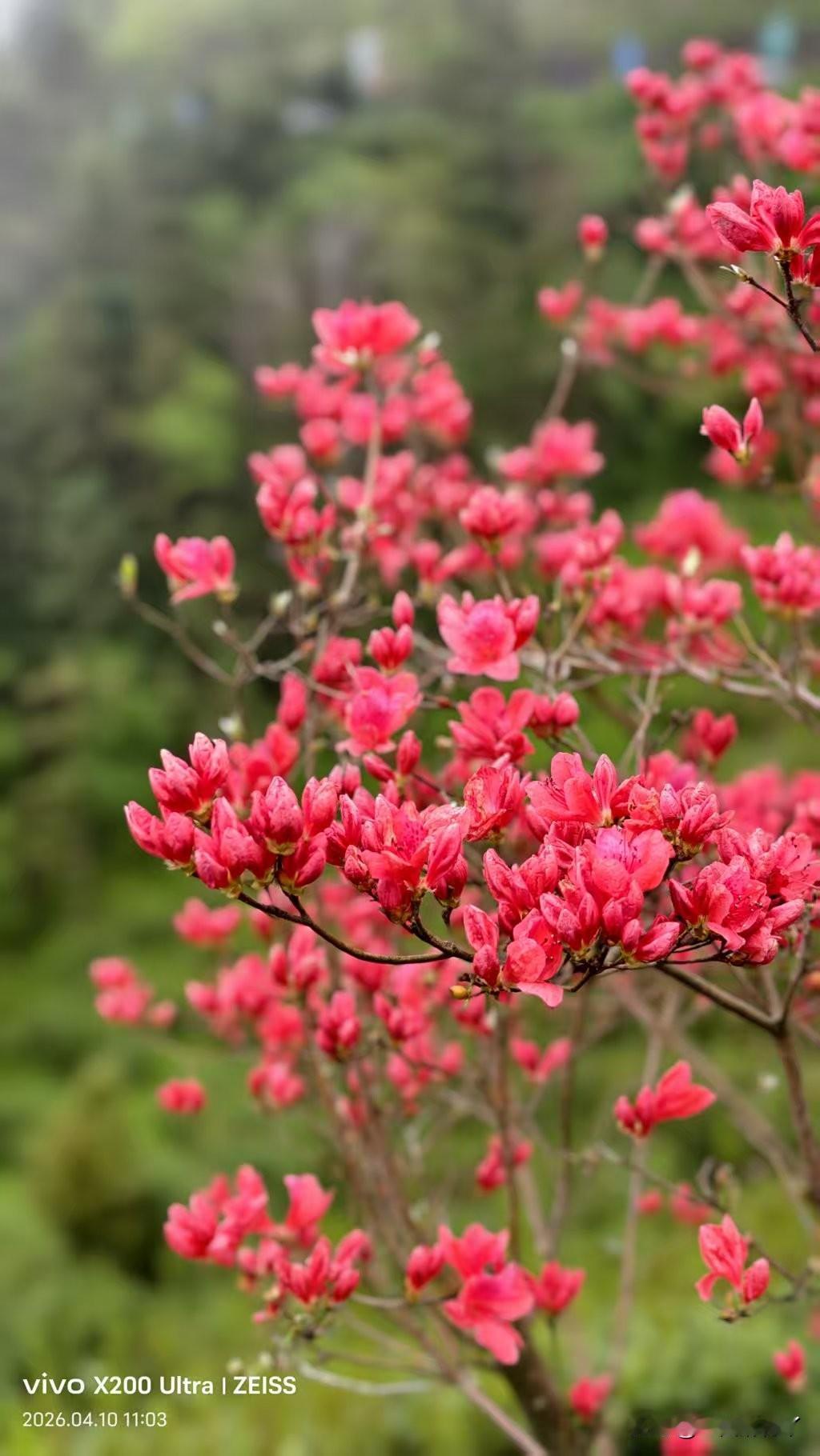 中午，我正躺在床上养腰，麻团儿叮铃咚隆叮铃咚隆申请视频聊天，给我吓一大跳——千年