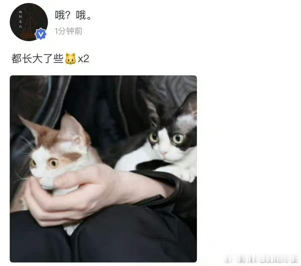 严浩翔晒猫猫严浩翔来安慰粉丝吗严浩翔晒猫猫，哇塞哇塞，