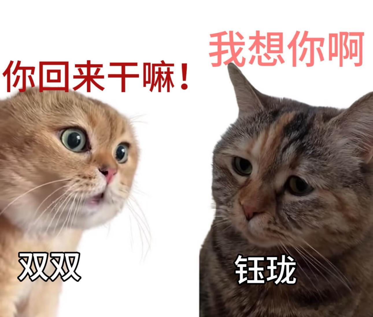 功夫女足张小斐迪丽热巴从小好到大谁能拒绝从小到大的神仙友谊，双双钰珑低谷互相安慰