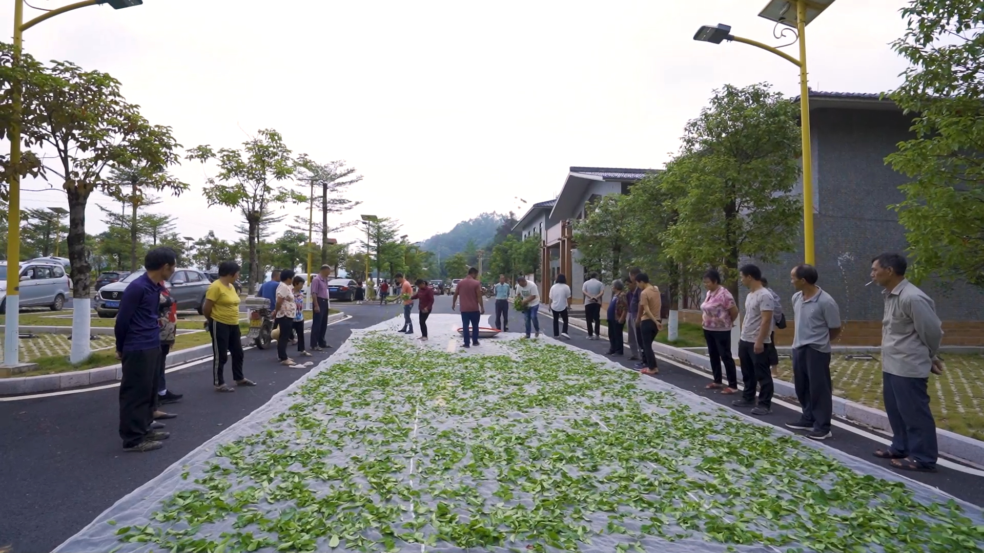 带孩子在潮州乡村的三天，我看到教育在田间自然发生：在李工坑看采茶制茶，在东明村体