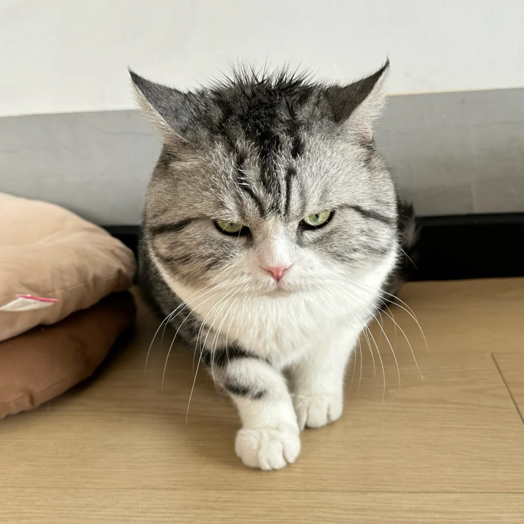 朋友的狗把我家猫脑瓜子嗦成这样了！