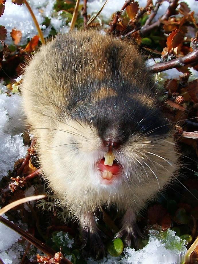 如果穷人全都不再生育了,世界将变成什么模样?

在北极苔原上，有一种叫做旅鼠的小