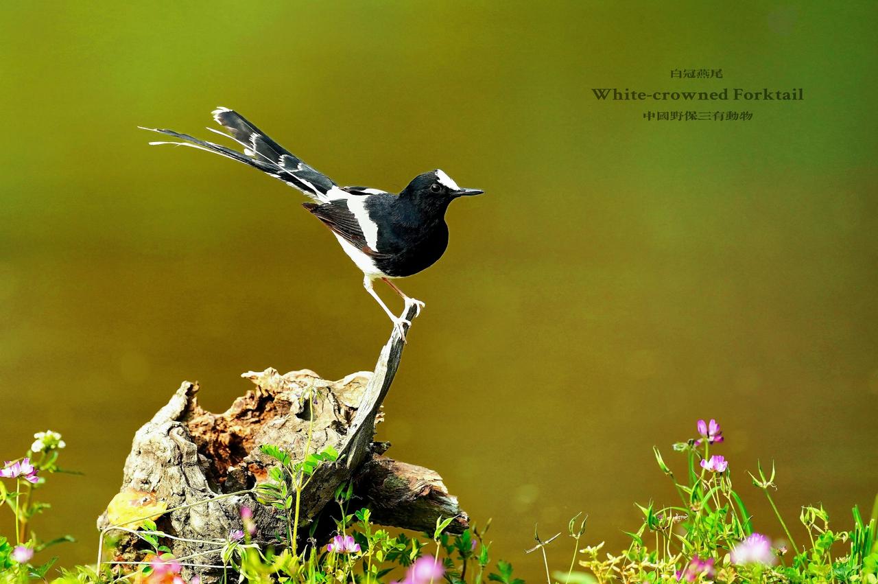 《溪边守望者：实拍中国三有保护动物白冠燕尾》