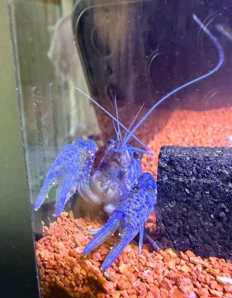 我们家养了只蓝色小龙虾，已经两年了，平时只是给它喂喂饲料，也不咋管它。
半年前老