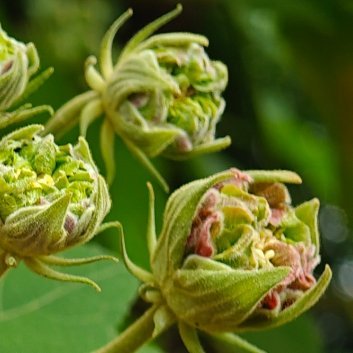 种植 🌹木芙蓉种植方法1、种植时间木芙蓉的最佳种植时间是在每年春季的3-4月份