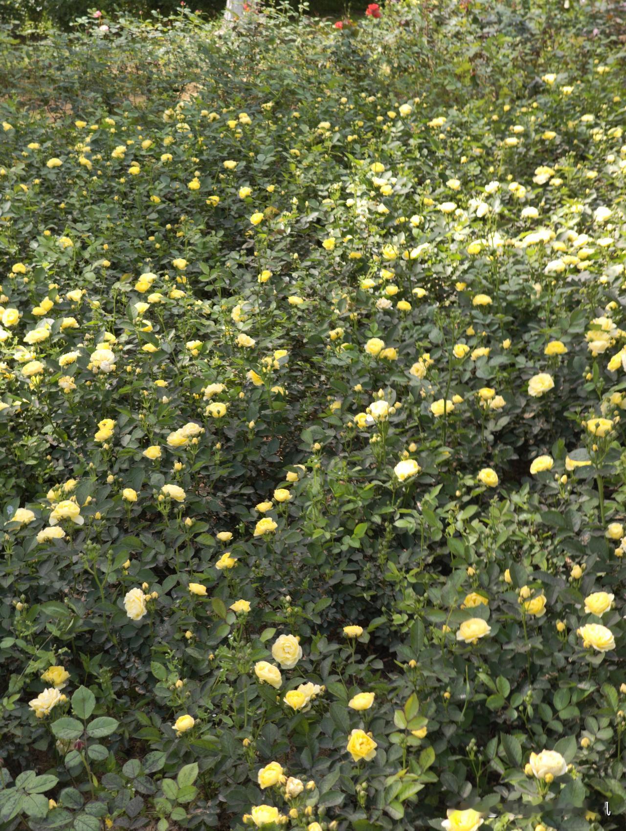 我始终认为，躺平从来都需要底气与实力作为支撑。倘若连衣食无忧的基本生活都无法保障