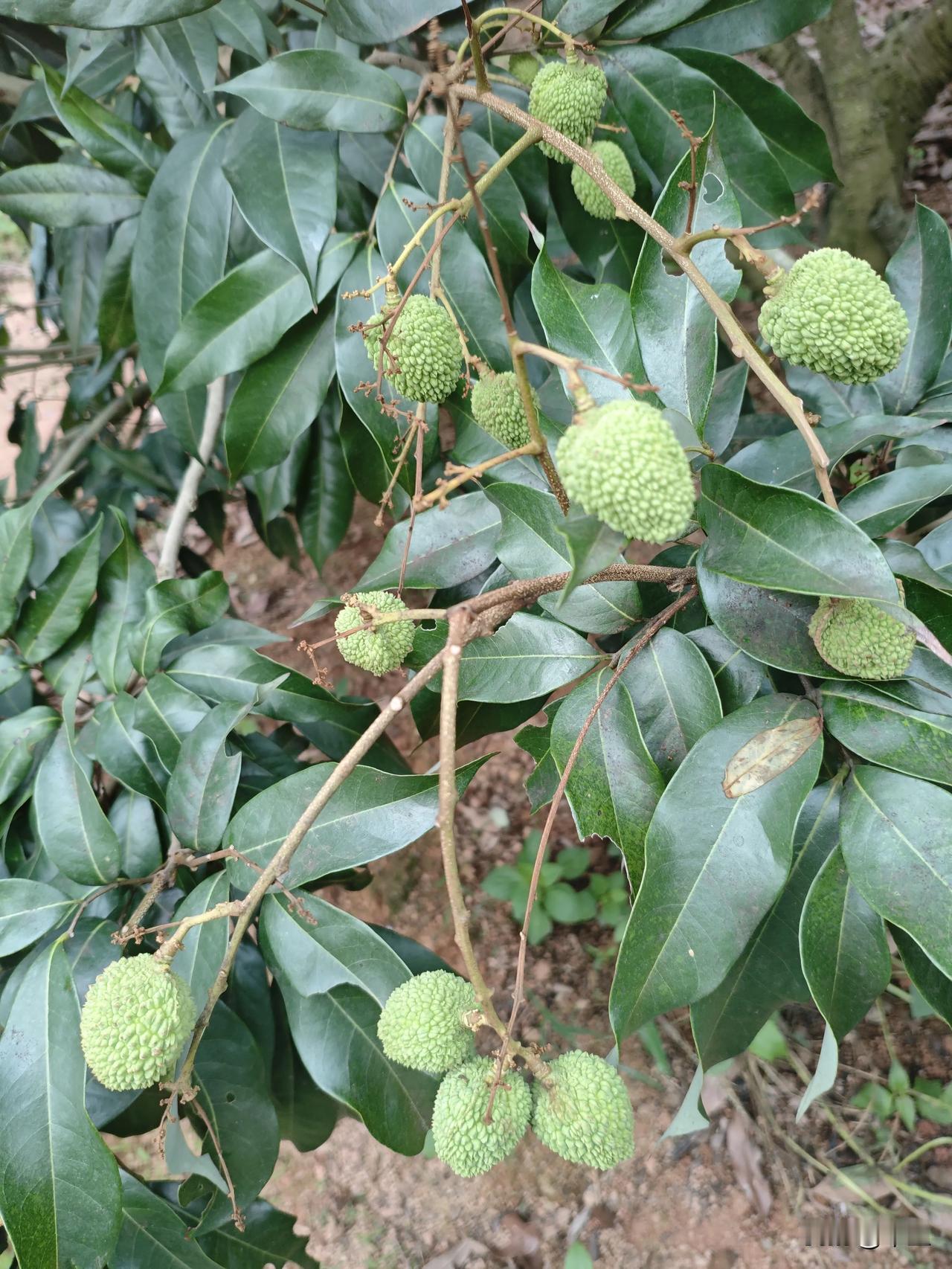 荔枝膨果期，蒂蛀虫防控是关键！

看着枝头这些饱满的青荔枝，离丰收只剩最后一程，