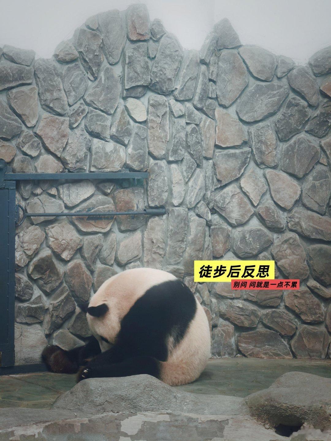 我在熊猫🐼身上看到了徒步的自己 都江堰·熊猫谷