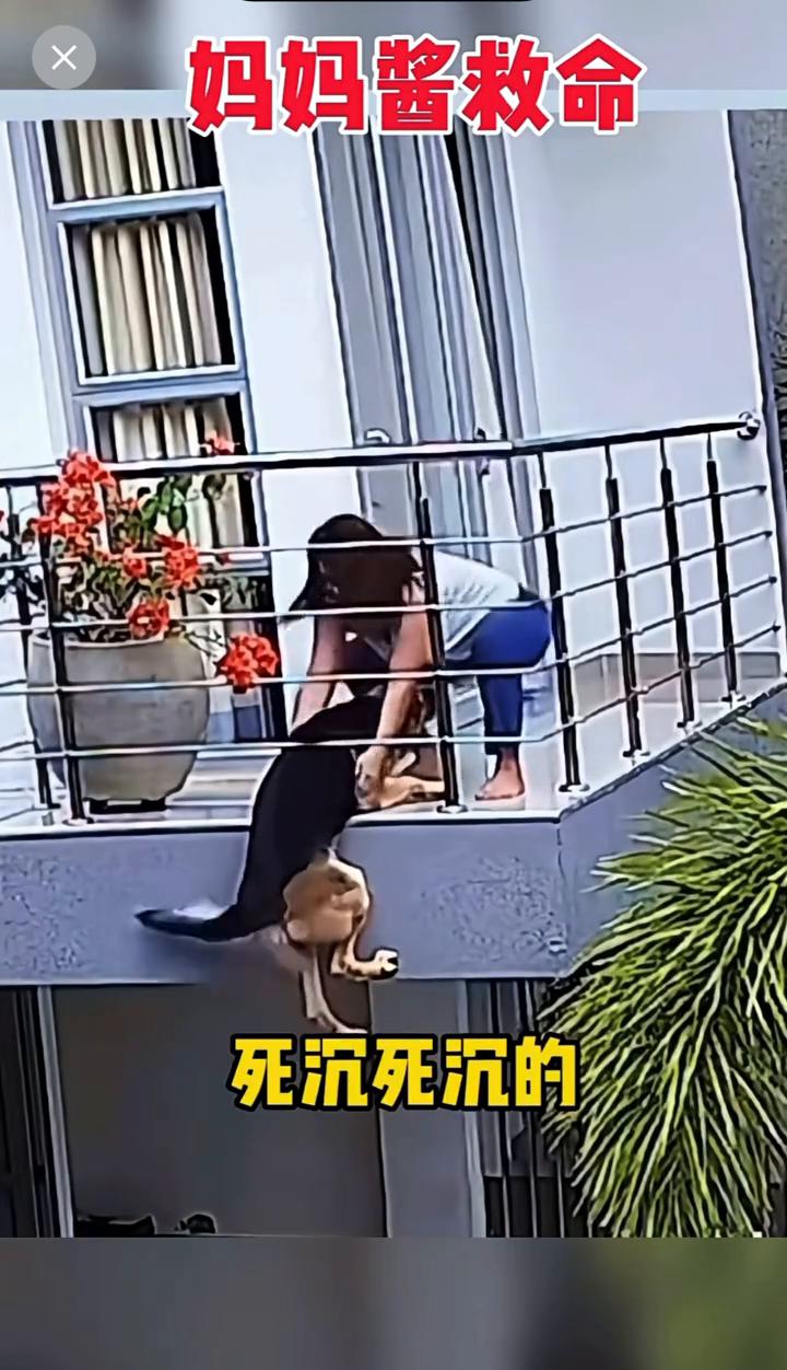 妈妈酱救命。
使劲后腿西使劲往上蹦，死沉死沉的。平时让你少吃点，你不听，使劲。