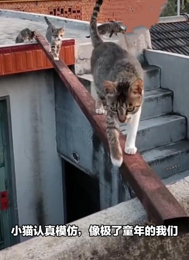 小猫认真模仿的样子像极了童年的我们
 
偶然刷到一段网上的短视频，一只小猫学着身