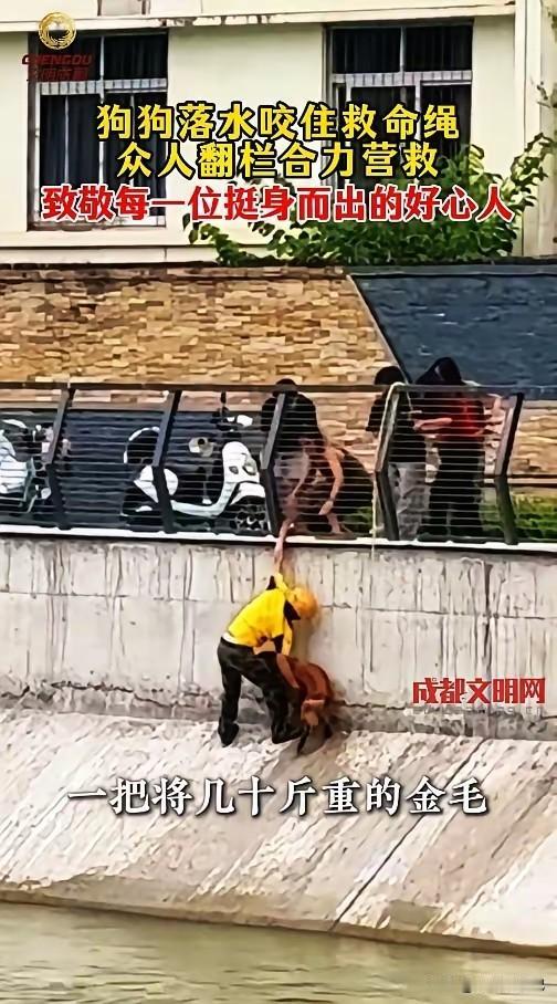 6月4日中午12时许，在成都成华区成都理工大学旁的东风渠，一只金毛犬不慎落水，挣