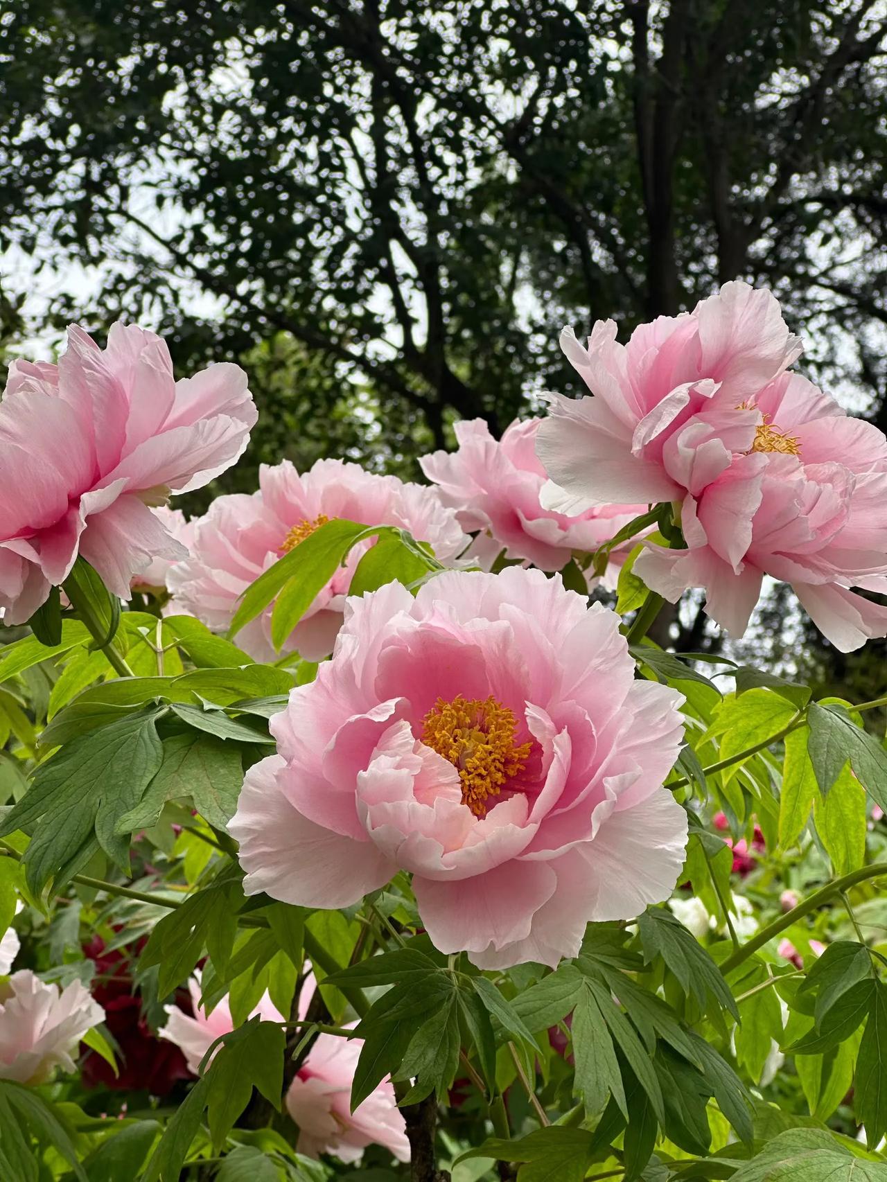 一起欣赏牡丹喽，花正艳，只等你来。牡丹盛放图 洛阳牡丹盛开季