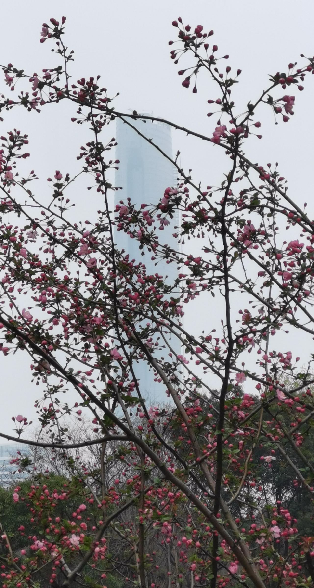 “三月桃花始盛开”，误把海棠作桃花。
春风里，在海棠花的映衬下，环太湖第一高楼还